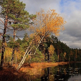 фотограф Андрей Марцинкевич. Фотография "Осенний свет"