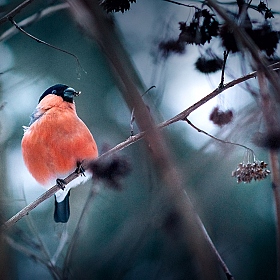 фотограф Irina Osm. Фотография "Символ зимы)"