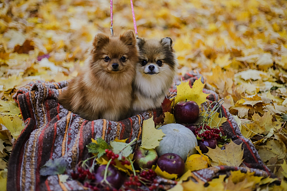 Фотограф Настя Шубина, фотография добавлена 26.11.2018