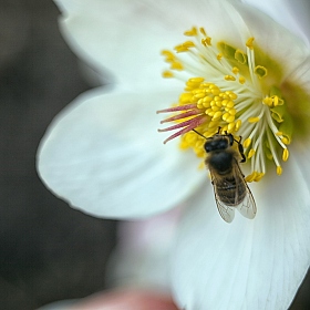 фотограф Айвар Удрис. Фотография "Пчёла!"