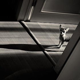 Серия "Про маленькую собачку" | Фотограф Лариса Пашкевич | foto.by фото.бай