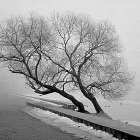 фотограф Николай Климович. Фотография "Туман"