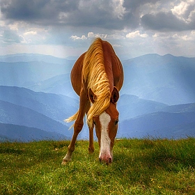 фотограф  . Фотография "Лошадь"