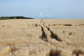 Пшеничное поле | Фотограф Сергей Забатурин | foto.by фото.бай