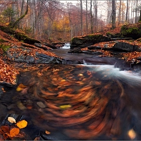 фотограф Влад Соколовский. Фотография "Круговорот листвы в природе"