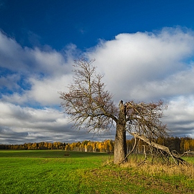 фотограф Зміцер Пахоменка. Фотография "Одинокое дерево на осеннем поле"