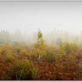 фотограф Михаил Цегалко. Фотография "Туман"