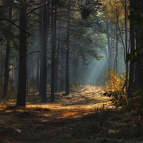 фотограф Сергей Шахович. Фотография "утро в осеннем лесу"
