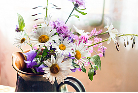 Полевые цветы... | Фотограф Elena VOLOTOVSKAYA | foto.by фото.бай