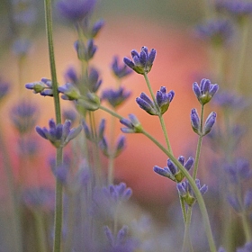 фотограф Наталья Кузьменова. Фотография "Цветет лаванда в пору летнюю..."