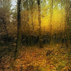 фотограф Диана Буглак-Диковицкая. Фотография "Вечер в осеннем лесу"