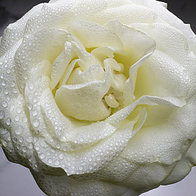 фотограф Вадим К. Фотография "Цветок белой розы"