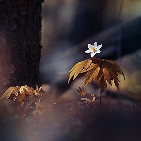 Серия "Сказочный лес" | Фотограф Лариса Пашкевич | foto.by фото.бай