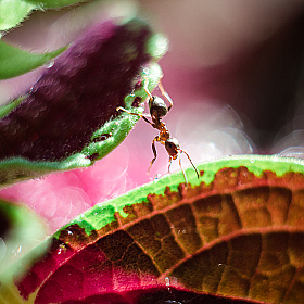фотограф Дмитрий Гусалов. Фотография "Путешествие муравейчика"