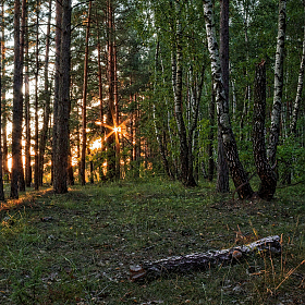 Вечером в лесу | Фотограф Сергей Шабуневич | foto.by фото.бай