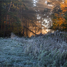 Про осень и морозный рассвет в лесу | Фотограф Сергей Шабуневич | foto.by фото.бай