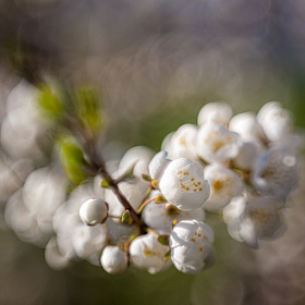 фотограф Айвар Удрис. Фотография "Весна!"
