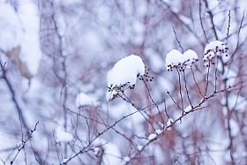Холод | Фотограф Варонова Аделия | foto.by фото.бай