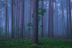 Лесное дерево | Фотограф Дмитрий Захаров | foto.by фото.бай