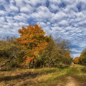 Яблоневый сад | Фотограф Сергей Шабуневич | foto.by фото.бай