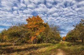 Яблоневый сад | Фотограф Сергей Шабуневич | foto.by фото.бай