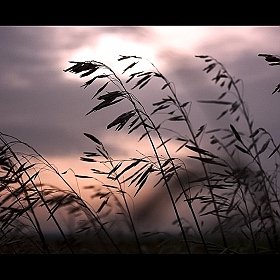 Шепот ветра | Фотограф Ирина Олешкевич | foto.by фото.бай