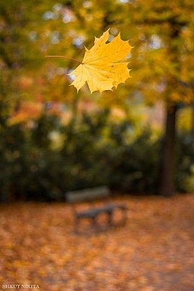 autumn | Фотограф Никита Шкут | foto.by фото.бай