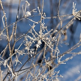 фотограф Евгений Пищало. Фотография "Художественная ценность сухой травы зимой...2"
