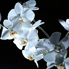 фотограф Полина Козинина. Фотография "Орхидеи"