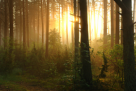 утро в лесу | Фотограф Сергей Тарасюк | foto.by фото.бай
