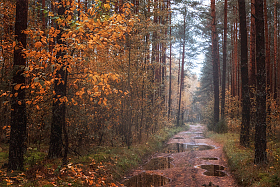 Осенний лес | Фотограф Ольга Максимова | foto.by фото.бай