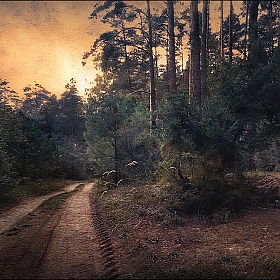 Вечер в  лесу | Фотограф Диана Буглак-Диковицкая | foto.by фото.бай