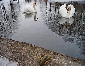 Лебеди, рак... | Фотограф Василий Якушев | foto.by фото.бай