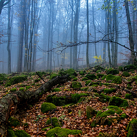 Лес | Фотограф Егор Бабий | foto.by фото.бай