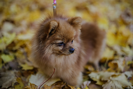 Фотограф Настя Шубина, фотография добавлена 26.11.2018