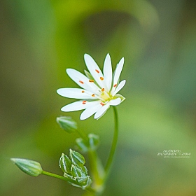 цветок | Фотограф Алексей Жариков | foto.by фото.бай