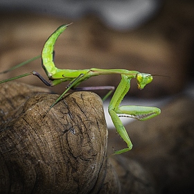 фотограф Дмитрий Цвелёв. Фотография "mantis"