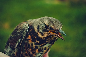 Bird | Фотограф Аня Фёдорова | foto.by фото.бай