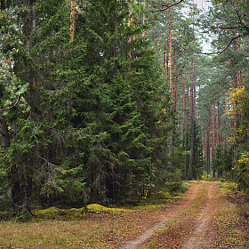 Крадется осень по лесной тропинке | Фотограф Ольга Бородина | foto.by фото.бай
