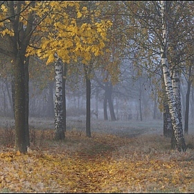 фотограф Александр Задёрко. Фотография "В парке осеннем туманный рассвет"