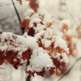 фотограф Максим Батурин. Фотография "Первый снег февраля"