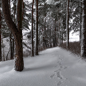 Как то зимой | Фотограф Сергей Шабуневич | foto.by фото.бай