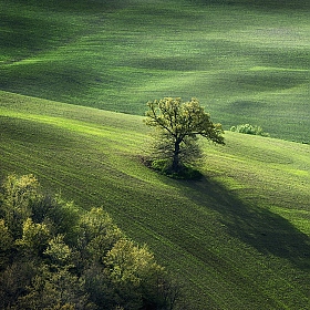 фотограф Danny Vangenechten. Фотография "Pastorale in Green"