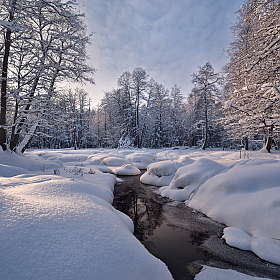 фотограф Виталий Полуэктов. Фотография "в зимнем лесу"