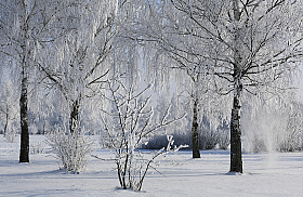 Морозное утро | Фотограф Александр Задёрко | foto.by фото.бай