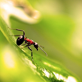 фотограф Харук Виктор. Фотография "солнечный муравей"
