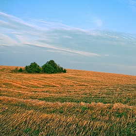 полевые островитяне | Фотограф Козодой Сергей | foto.by фото.бай