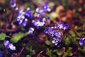 Весенние цветы | Фотограф Варонова Аделия | foto.by фото.бай