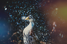 Весенний душ | Фотограф Павел Помолейко | foto.by фото.бай