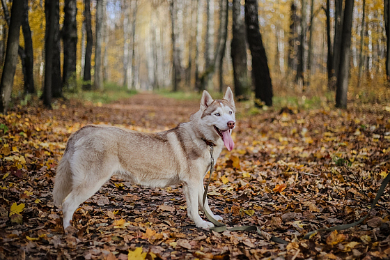 Фотограф Настя Шубина, фотография добавлена 26.11.2018